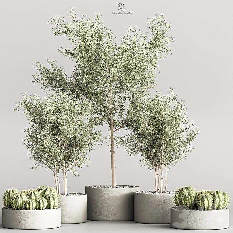 Cactus & Plant indoor